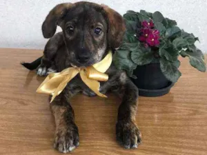 Cachorro raça SRD  idade 2 a 6 meses nome Nina