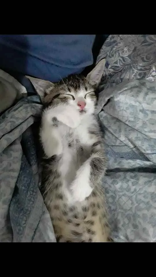 Gato ra a SRD idade 2 a 6 meses nome Taiga