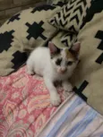 Fofinha