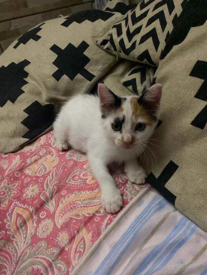 Gato ra a Comum idade 2 a 6 meses nome Fofinha