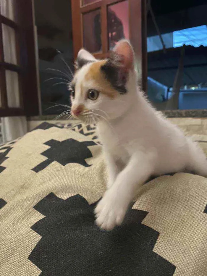 Gato ra a Comum idade 2 a 6 meses nome Fofinha