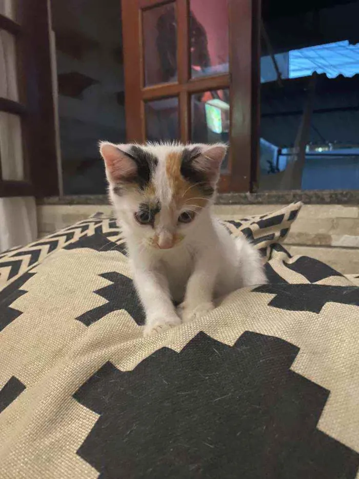 Gato ra a Comum idade 2 a 6 meses nome Fofinha