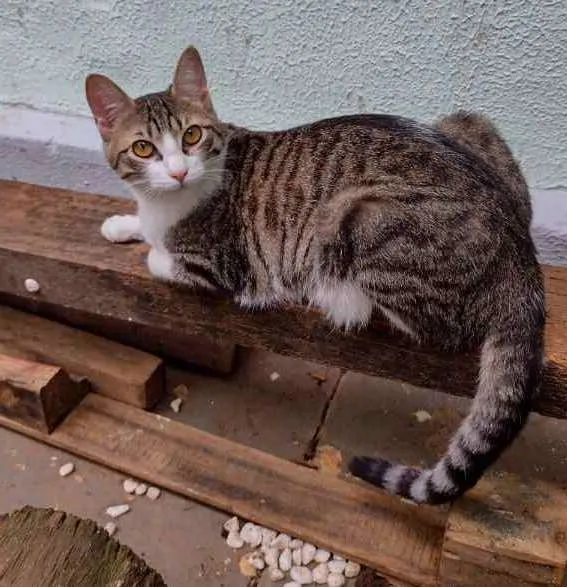 Gato ra a Srd idade 7 a 11 meses nome Laka