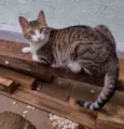 Laka