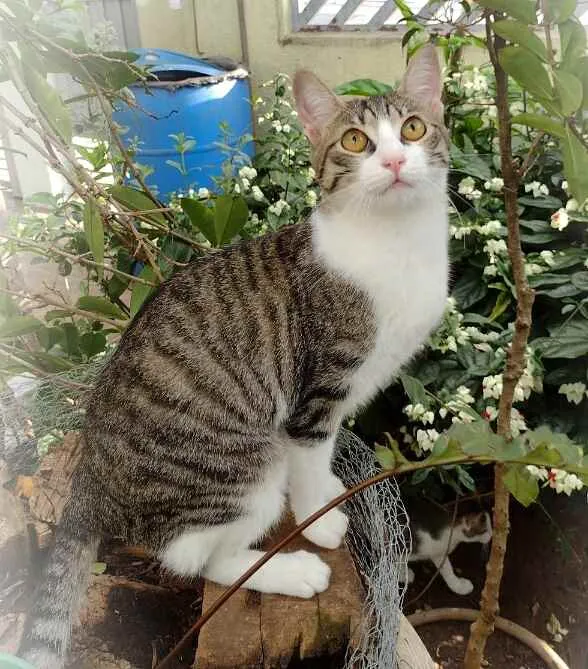 Gato ra a Srd idade 7 a 11 meses nome Laka