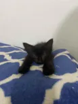 Pitoca