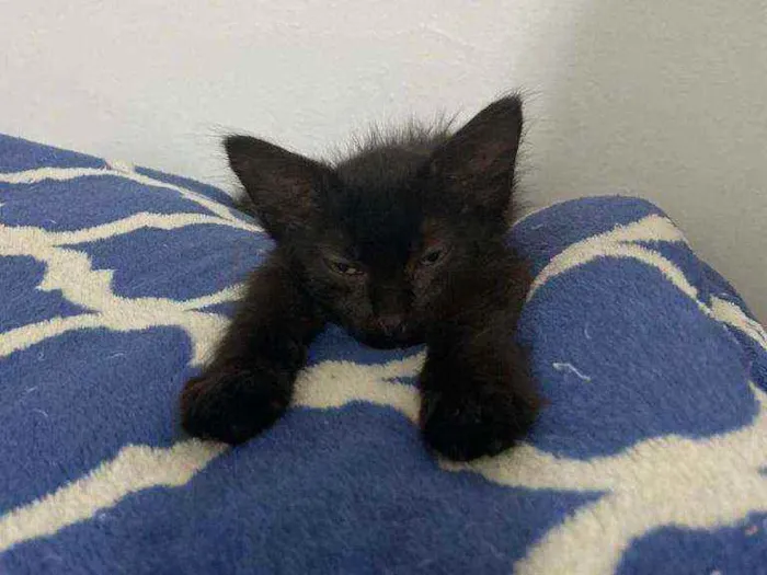 Gato ra a Vira-Lata idade Abaixo de 2 meses nome Pitoca