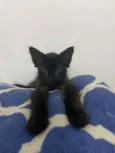 Pitoca