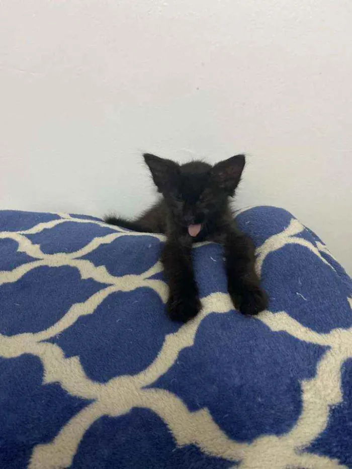 Gato ra a Vira-Lata idade Abaixo de 2 meses nome Pitoca