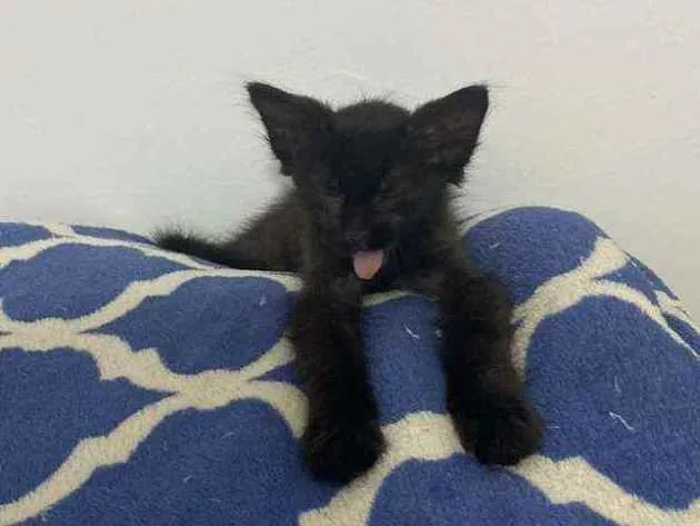 Gato ra a Vira-Lata idade Abaixo de 2 meses nome Pitoca