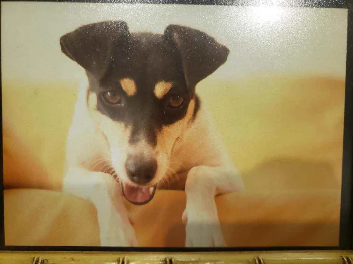 Cachorro ra a Fox paulistinha  idade 6 ou mais anos nome Lilica