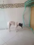 Lilica