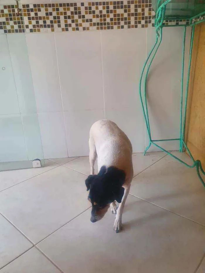 Cachorro ra a Fox paulistinha  idade 6 ou mais anos nome Lilica