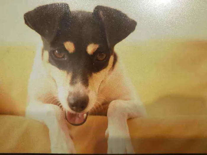 Cachorro ra a Fox paulistinha  idade 6 ou mais anos nome Lilica