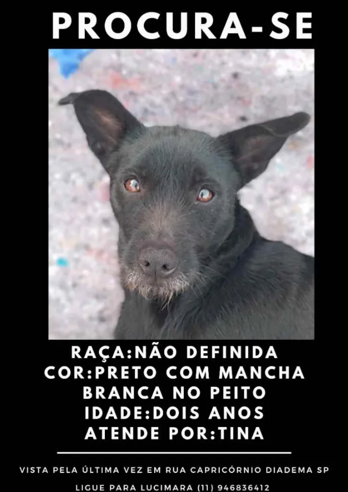 Cachorro ra a não definida  idade 2 anos nome tina