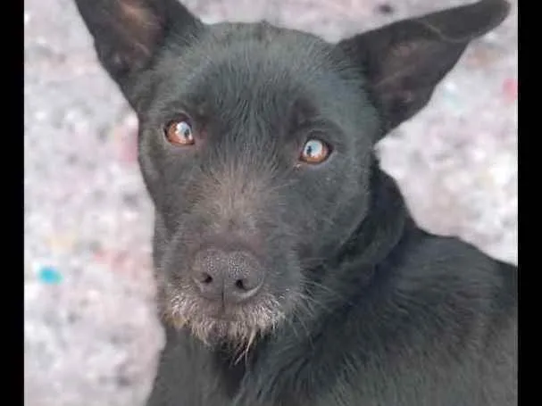 Cachorro ra a não definida  idade 2 anos nome tina