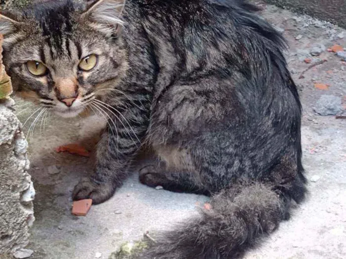 Gato ra a Não sei ao certo idade 7 a 11 meses nome Sem nome