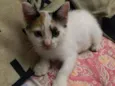 Fofinha