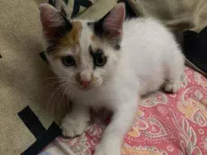 Gato raça Comum idade 2 a 6 meses nome Fofinha
