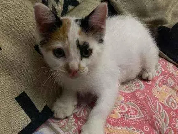 Gato ra a Comum idade 2 a 6 meses nome Fofinha