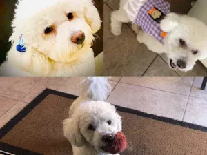 Cachorro raça Poodle  idade 2 anos nome Bella