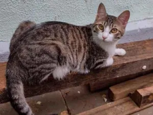 Gato raça Srd idade 7 a 11 meses nome Laka