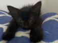 Pitoca