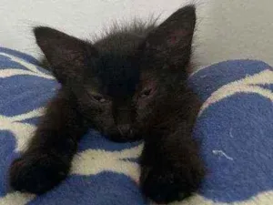 Gato raça Vira-Lata idade Abaixo de 2 meses nome Pitoca