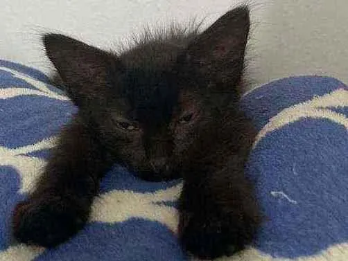 Gato ra a Vira-Lata idade Abaixo de 2 meses nome Pitoca