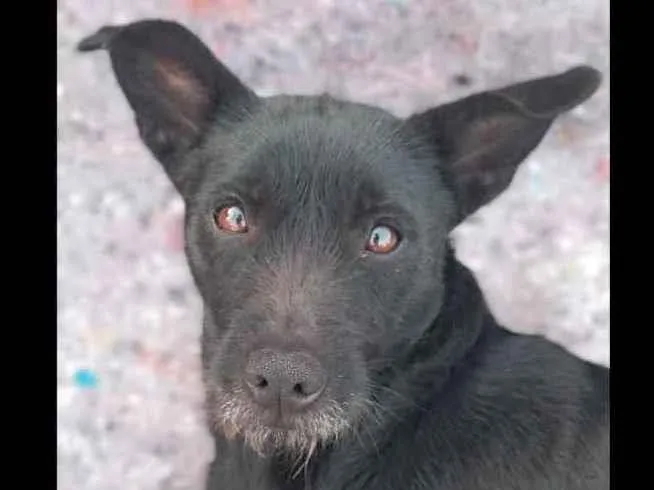 Cachorro ra a não definida  idade 2 anos nome tina