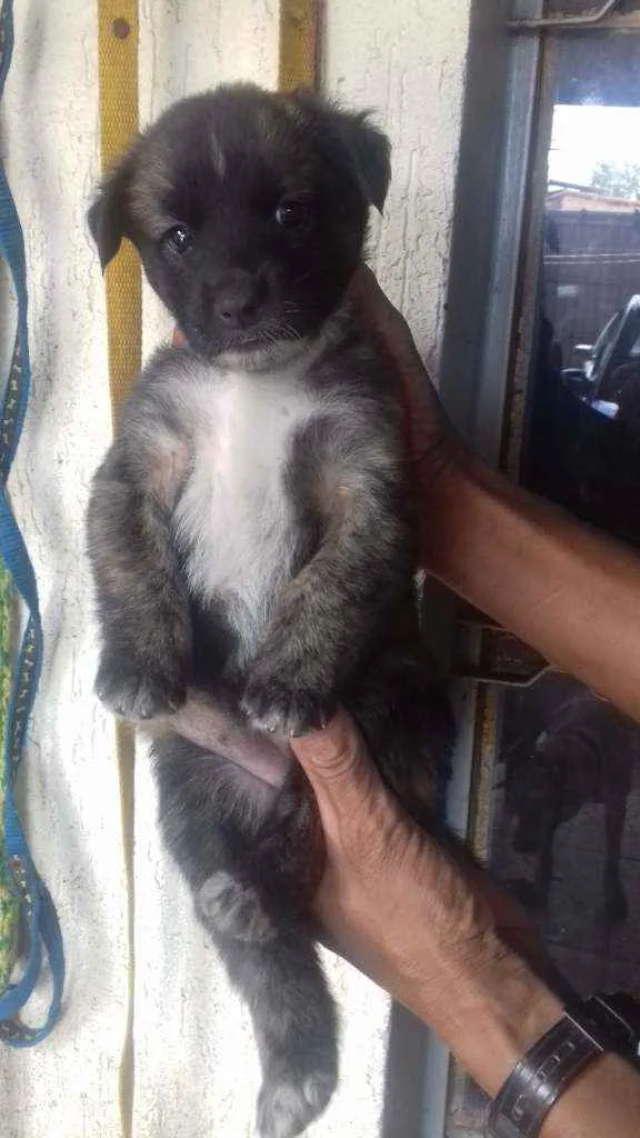 Cachorro raça Mestiços  idade 2 a 6 meses nome Filhotinhos