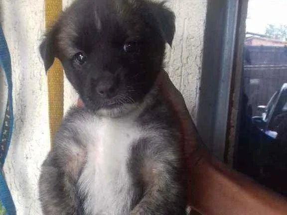 Cachorro raça Mestiços  idade 2 a 6 meses nome Filhotinhos