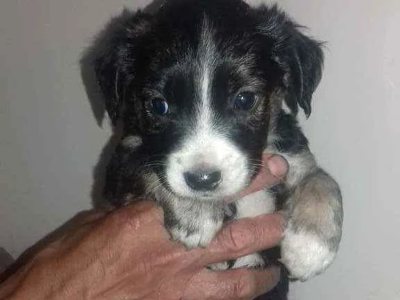 Cachorro raça Mestiços  idade 2 a 6 meses nome Filhotinhos