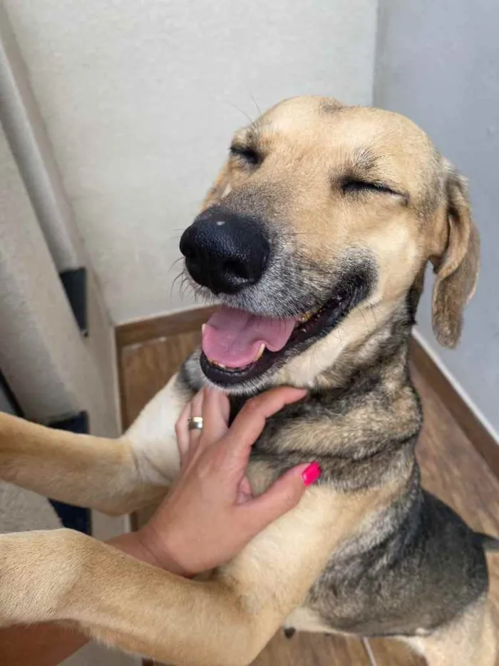 Cachorro ra a Vira-lata  idade 7 a 11 meses nome Não sei 