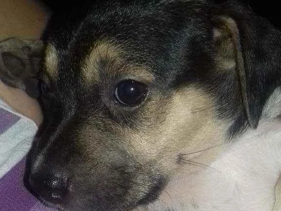 Cachorro raça Mestiços  idade 2 a 6 meses nome Filhotinhos