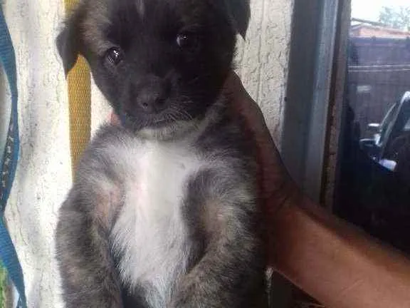 Cachorro raça Mestiços  idade 2 a 6 meses nome Filhotinhos