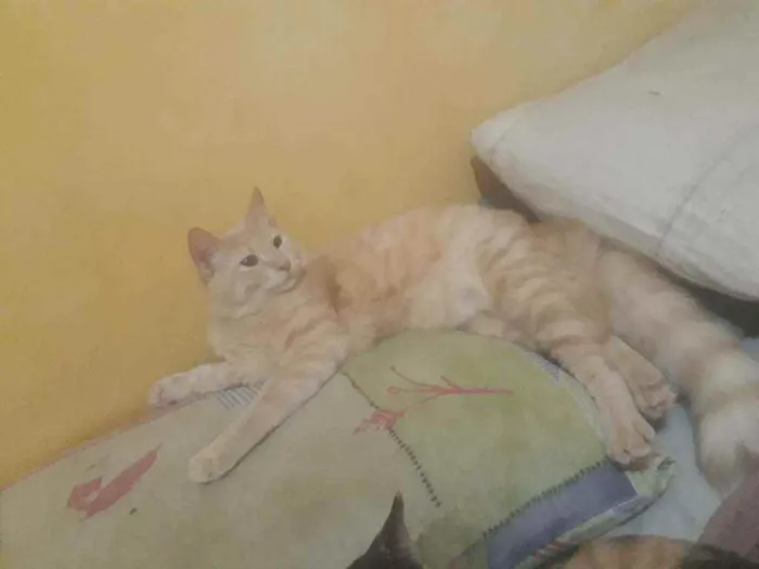 Gato ra a Srd idade 2 a 6 meses nome Mingau