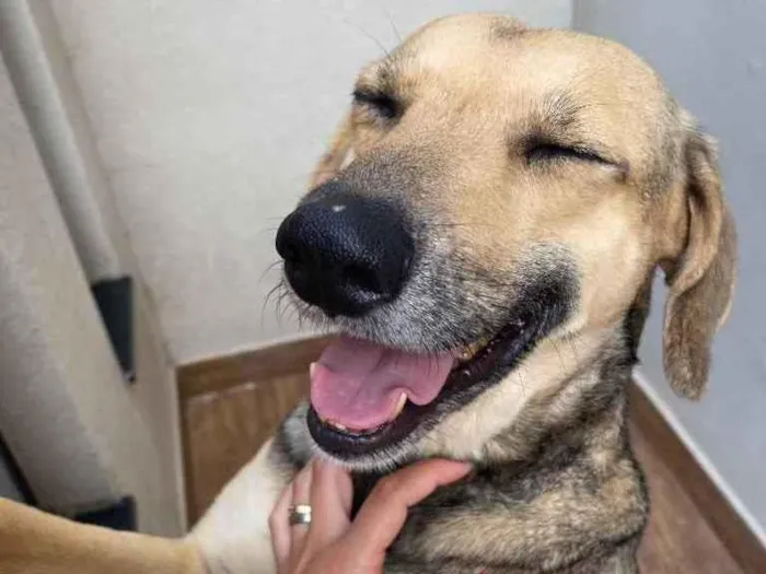 Cachorro ra a Vira-lata  idade 7 a 11 meses nome Não sei 