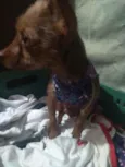 Mel
