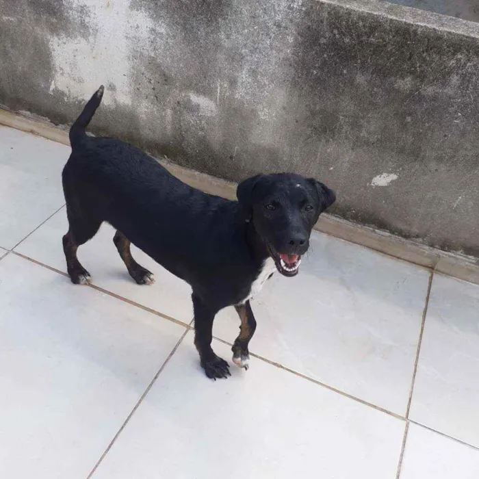 Cachorro raça SRD  idade 7 a 11 meses nome Judy