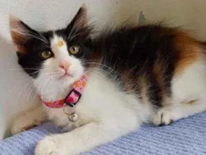 Gato raça SRD  idade 2 a 6 meses nome Pietra 