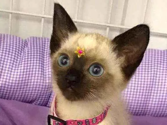 Gato raça SRD  idade 2 a 6 meses nome Cristal 