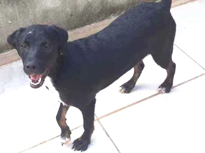Cachorro raça SRD  idade 7 a 11 meses nome Judy