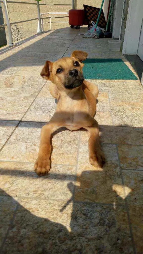 Cachorro ra a Viralata idade 2 a 6 meses nome Mazze