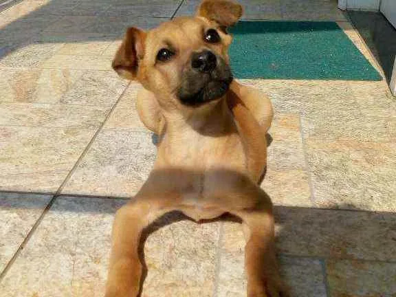 Cachorro ra a Viralata idade 2 a 6 meses nome Mazze