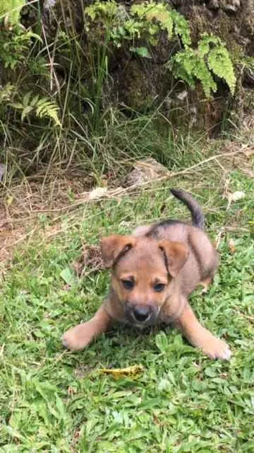 Cachorro raça viralata idade Abaixo de 2 meses nome FRED