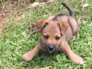Cachorro raça viralata idade Abaixo de 2 meses nome FRED