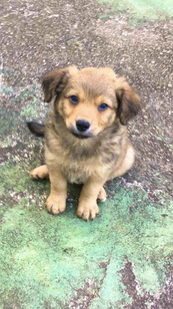 Cachorro raça viralata idade Abaixo de 2 meses nome ASTOR