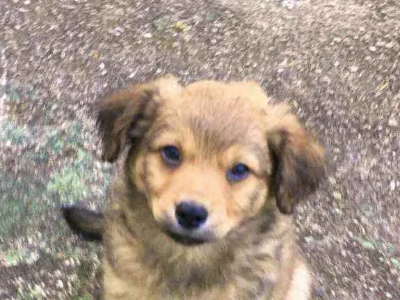 Cachorro raça viralata idade Abaixo de 2 meses nome ASTOR