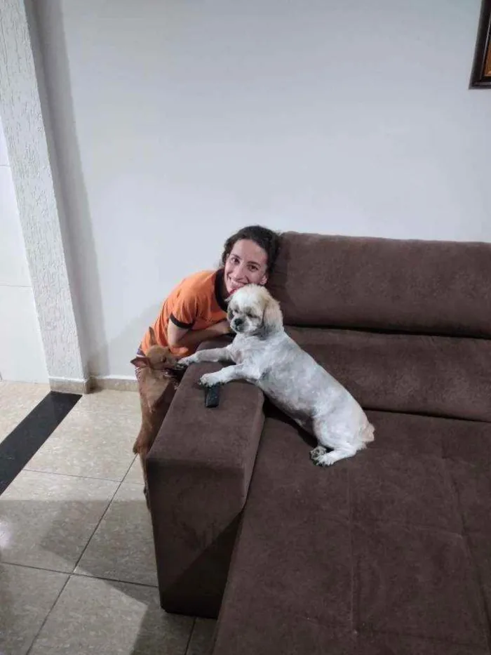 Cachorro raça Lhasa apso idade 6 ou mais anos nome Mel